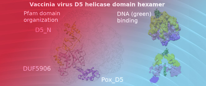 The Vaccinia Virus DNA Helicase Structure from Cryo-EM and AI
