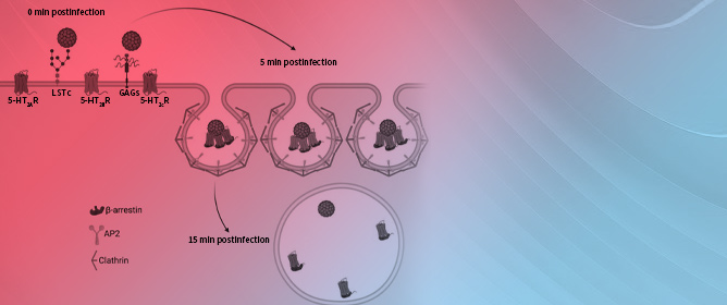 Dynamics of Serotonin (5-HT<sub>2</sub>) Receptors in JC Polyomavirus Entry