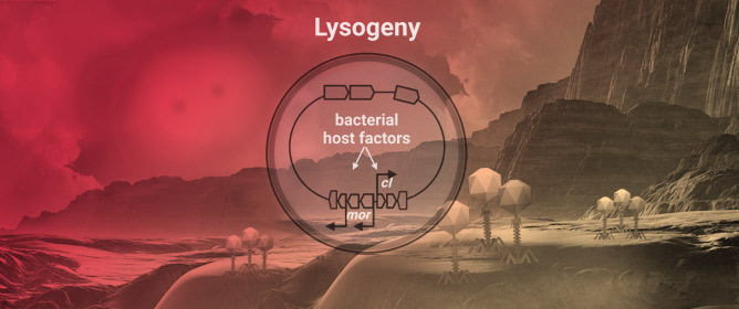 Influence of <em>Staphylococcus aureus</em> Strain Background on Sa3 Phage Life Cycle Switches
