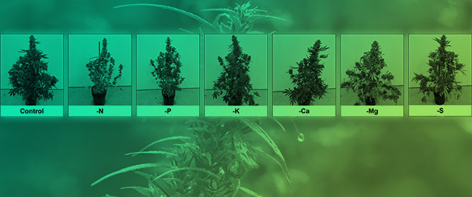 How Nutrient Deficiencies Affect Drug-Type Cannabis&rsquo; Appearance and Yield