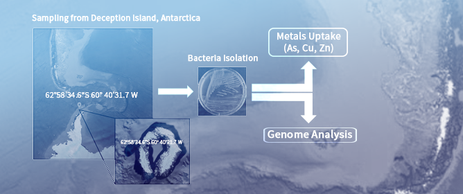 Bioremediation of Multiple Heavy Metals Mediated by Antarctic Marine Isolated <em>Dietzia psychralcaliphila</em> JI1D