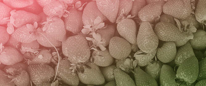 Flowering Phenology of Six Seasonal-Flowering Strawberry Cultivars in a Coordinated European Study