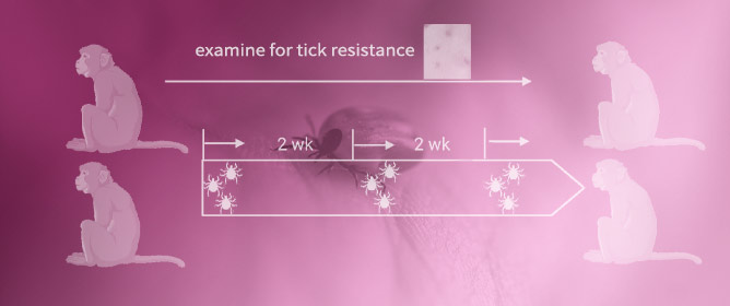 Repeated Tick Infestations Impair <em>Borrelia burgdorferi</em> Transmission in a Non-Human Primate Model of Tick Feeding