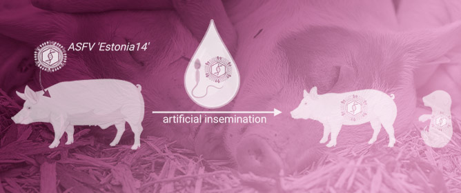 Artificial Insemination as an Alternative Transmission Route for African Swine Fever Virus