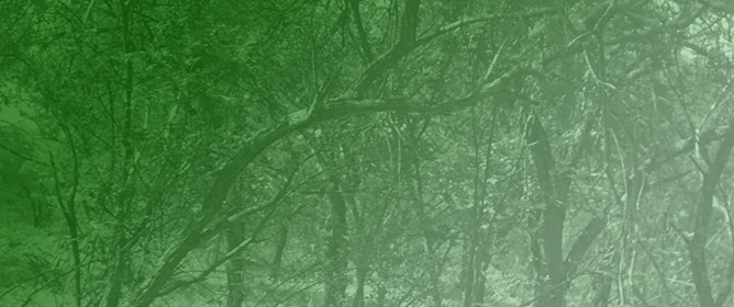 Contribution of Dry Forests and Forest Products to Climate Change Adaptation in Tigray Region, Ethiopia