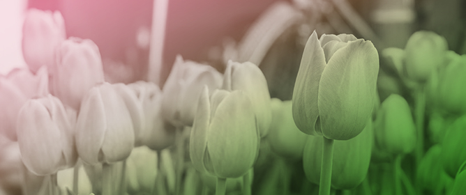Seed Morphology and Germination of Native <em>Tulipa</em> Species