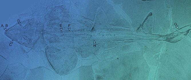 Systematics and Phylogenetic Interrelationships of the Enigmatic Late Jurassic Shark <em>Protospinax annectans</em> Woodward, 1918 with Comments on the Shark&ndash;Ray Sister Group Relationship