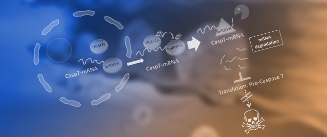 The E3 Ligase TRIM25 Impairs Apoptotic Cell Death in Colon Carcinoma Cells via Destabilization of Caspase-7 mRNA: A Possible Role of hnRNPH1