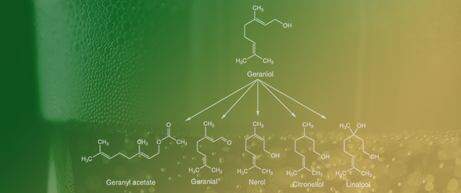 Geraniol Biotransformation by Yeast during Beer Fermentation