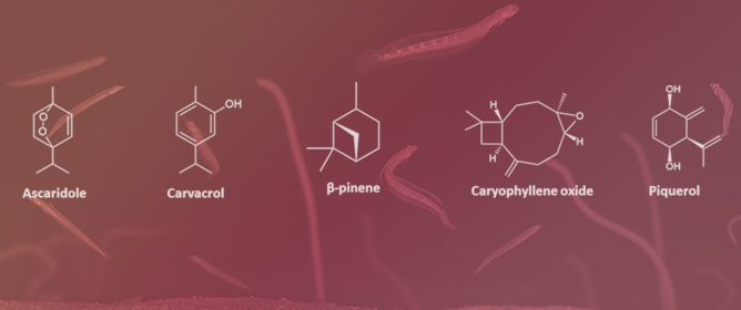Essential Oils and Terpenic Compounds as Potential Hits for Drugs against Amitochondriate Protists