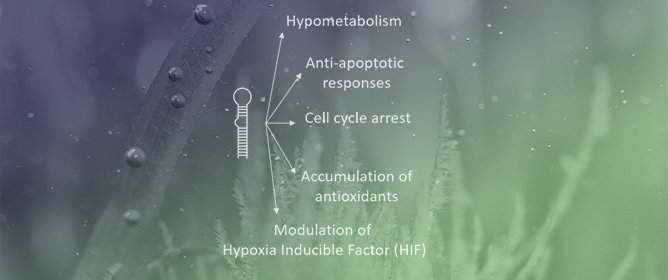MicroRNA-Mediated Responses: Adaptations to Marine Extreme Environments