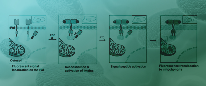 Cell-Based Sensors for the Detection of EGF and EGF-Stimulated Ca<sup>2+</sup> Signaling