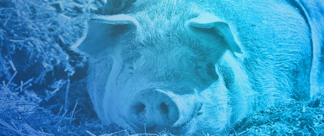 Biosecurity and Hygiene Procedures in Pig Farms Monitored by Environmental Samples