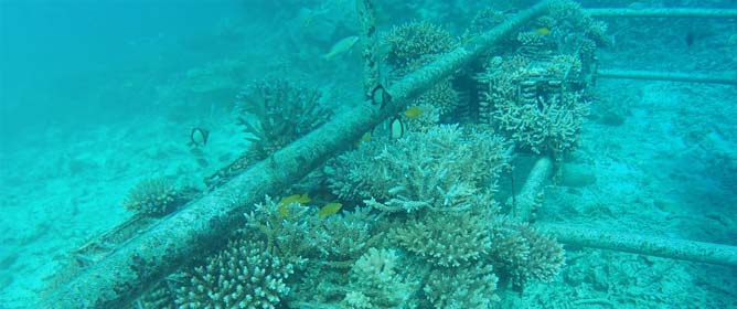 Effect of Substratum Structural Complexity of Coral Seedlings on the Settlement and Post-Settlement Survivorship of Coral Settlers