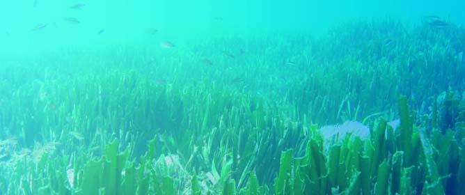 <em>Posidonia oceanica</em> (L.) Delile at Its Westernmost Biogeographical Limit (Northwestern Alboran Sea): Meadow Features and Plant Phenology