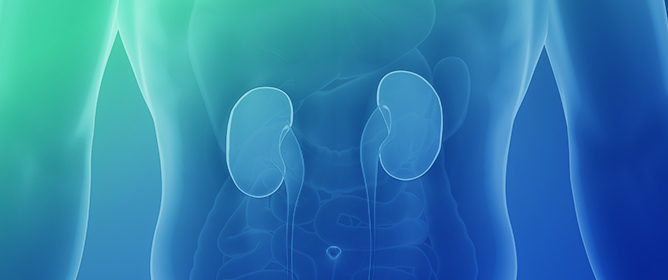 The &ldquo;3Ds&rdquo; of Growing Kidney Organoids: Advances in Nephron Development, Disease Modeling, and Drug Screening