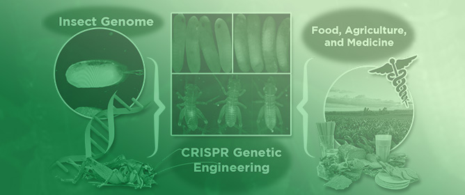 Genome and Genetic Engineering of the House Cricket (<em>Acheta domesticus</em>): A Resource for Sustainable Agriculture