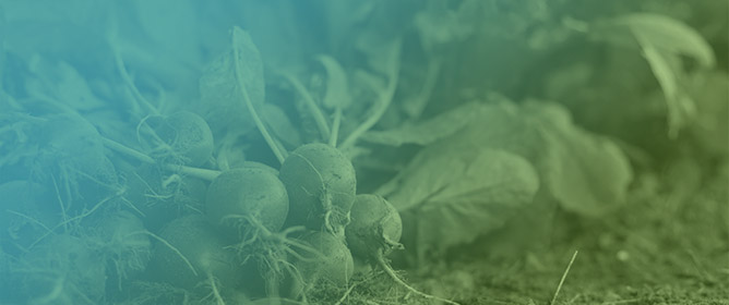 Effect of Application of Biostimulants on the Biomass, Nitrate, Pigments, and Antioxidants Content in Radish and Turnip Microgreens