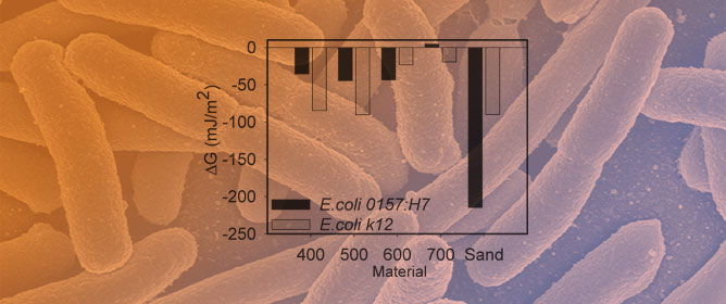 Forces Governing the Transport of Pathogenic and Nonpathogenic <em>Escherichia coli</em> in Nitrogen and Magnesium Doped Biochar Amended Sand Columns