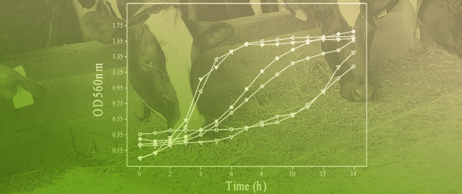 Optimization of Probiotic Lactobacilli Production for In-Feed Supplementation to Feedlot Cattle