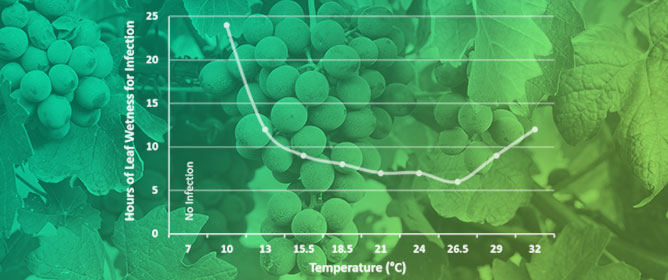 Black Rot of Grapes (<em>Guignardia bidwellii</em>)&mdash;A Comprehensive Overview