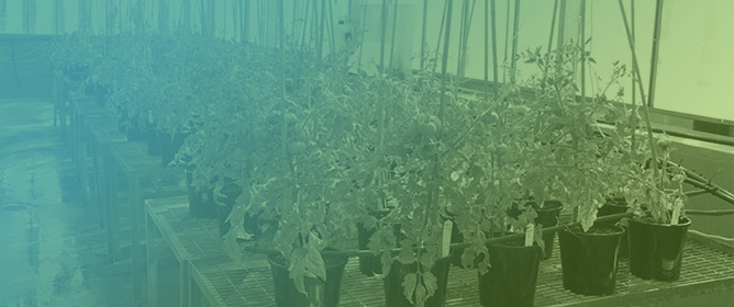 Assessing Processing Waste from the Sea Urchin (<em>Centrostephanus rodgersii</em>) Fishery as an Organic Fertilizer