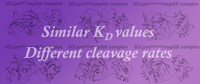 Mutations Found in 3CLpro from SARS-CoV-2 VOCs May Affect Their Fitness