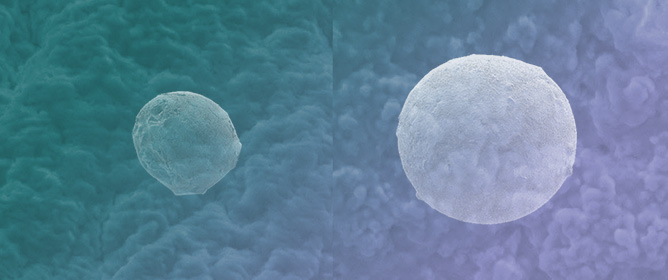 Silica-Calcium-Alginate Hydrogels for the Co-Immobilization of Glucose Oxidase and Catalase to Reduce the Glucose in Grape Must