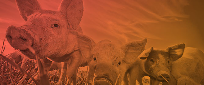 Identifying Pig- and Pork-Associated Zoonotic and Foodborne Hazards in Eastern and Southern Africa: A Systematised Review