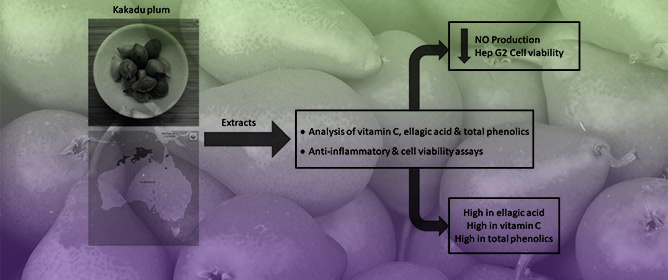 Impact of Growing Location on Kakadu Plum Fruit Composition and In Vitro Bioactivity as Determinants of Its Nutraceutical Potential