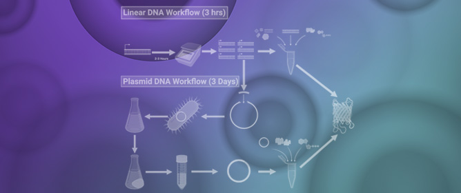 Established and Emerging Methods for Protecting Linear DNA in Cell-Free Expression Systems