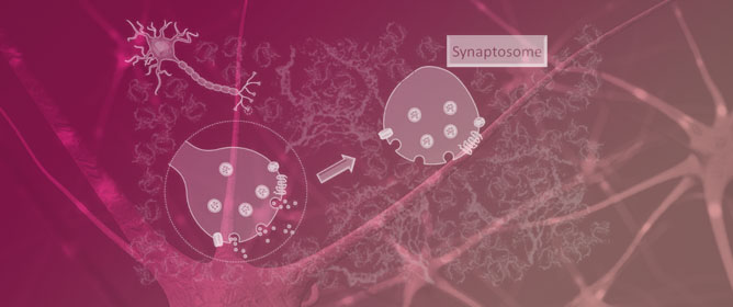 Synaptosomes: A Functional Tool for Studying Neuroinflammation