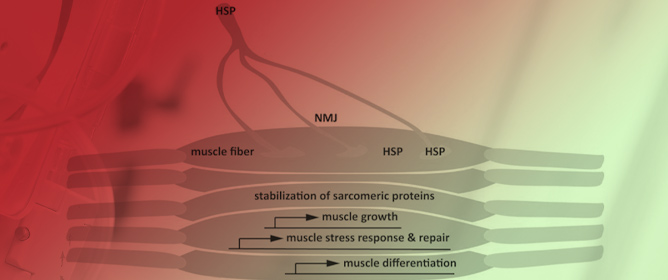 Heat Shock Proteins and Muscles