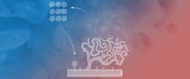 Mechanisms of Mitochondrial Oxidative Stress in Brain Injury: From Pathophysiology to Therapeutics