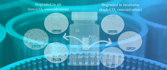 Effects of Different CO<sub>2</sub> Concentrations and Degradation Media on Static Corrosion of Commercially Pure Zinc