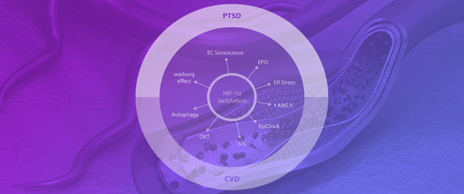 Recent Developments in Protein Lactylation in PTSD and CVD: Novel Strategies and Targets