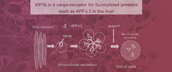 A Cargo-Receptor for Fucosylated Proteins in the Liver