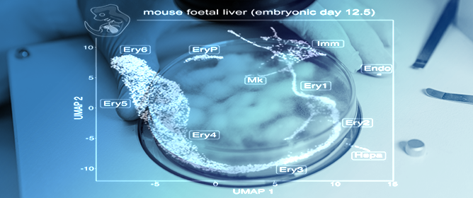 A Refined Single Cell Landscape of Haematopoiesis in the Mouse Foetal Liver