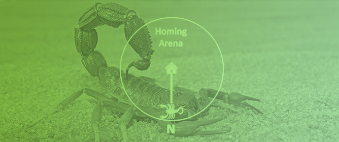 Investigating Path Integration Cues in Sand Scorpion Homing Behavior