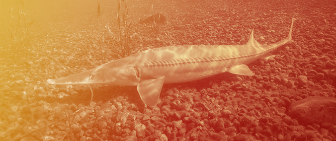 A Mortality Event Involving Endangered Pallid Sturgeon (<em>Scaphirhynchus albus</em>) Associated with <em>Gyrodactylus conei</em> n. sp. (Monogenea: Gyrodactylidae) Effectively Treated with Parasite-S (Formalin)