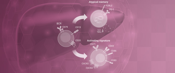 Recent Insights into the Role of B Cells in Chronic Hepatitis B and C Infections