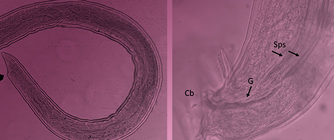 Update on the First Finding of the Rat Lungworm, <em>Angiostrongylus cantonensis</em>, in <em>Rattus</em> spp. in Continental Europe, Valencia, Spain, 2022