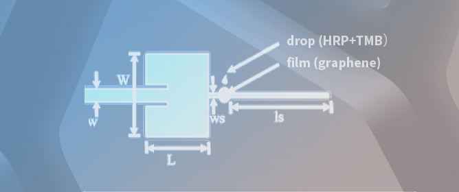 RF Sensor with Graphene Film for HRP Concentration Detection