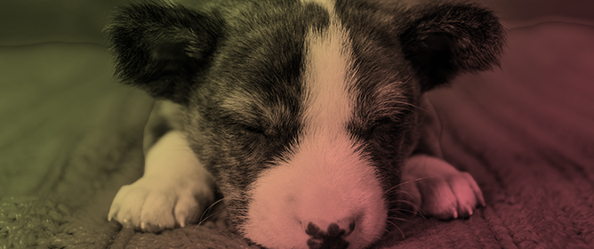 A Canine Leptospirosis Clinical Case Due to <em>Leptospira interrogans</em> in a Dog Kennel in Sicily