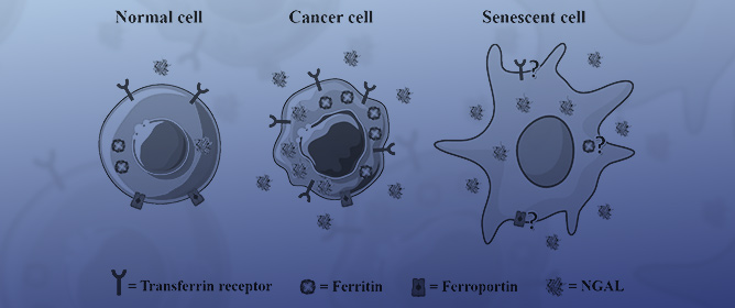 Iron Metabolism in Cancer and Senescence: A Cellular Perspective