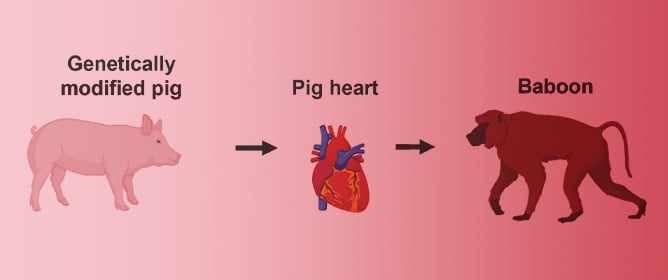 Microchimerism in Baboon Recipients of Pig Hearts