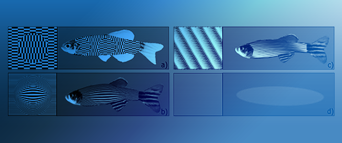 Fishy Illusions for Visual Enrichment in Zebrafish