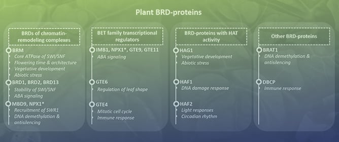 Spotlight on Plant Bromodomain Proteins