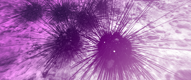 A Glow before Darkness: Toxicity of Glitter Particles to Marine Invertebrates