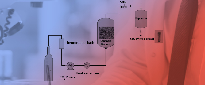 Optimization of Supercritical Carbon Dioxide Fluid Extraction of Medicinal Cannabis from Quebec